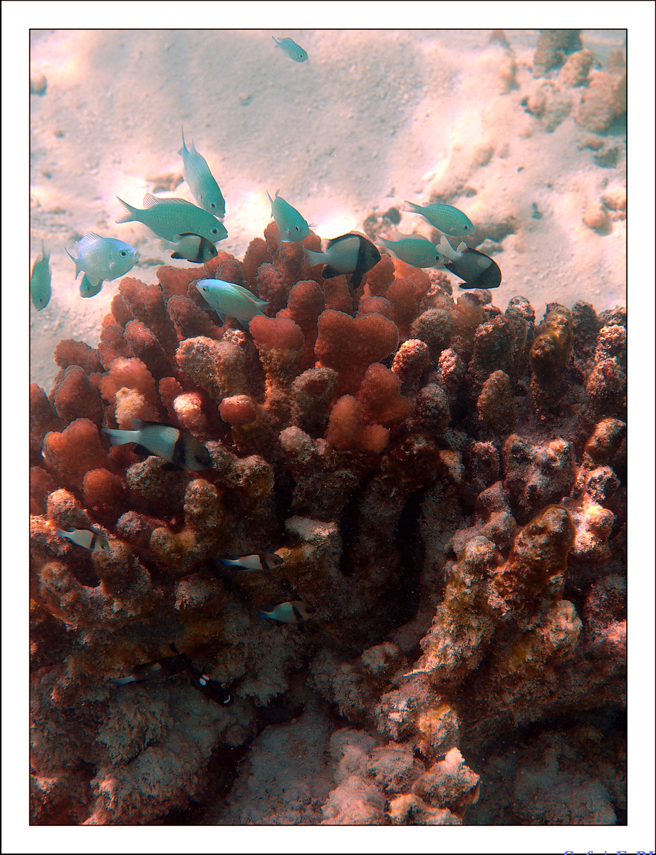 2019 - 07 - Snorkeling maldives - 20